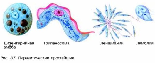 Фото Простейших 7 Класс Биология